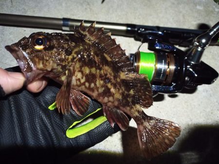 2023/02/28 南港ライトゲーム釣行…