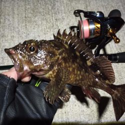 2023/03/03 南港ライトゲーム釣行