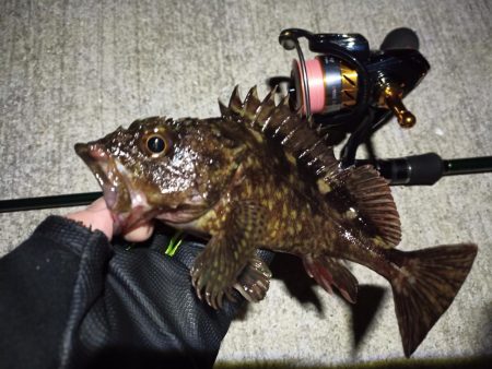 2023/03/03 南港ライトゲーム釣行…