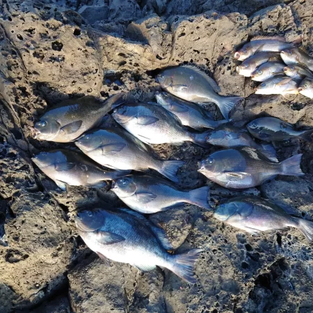 寒グレ終盤の奇跡