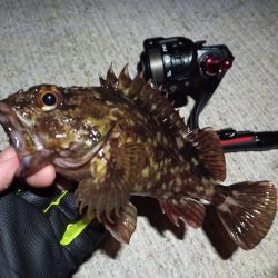 2023/03/06 南港ライトゲーム釣行