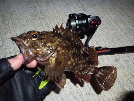 2023/03/06 南港ライトゲーム釣行