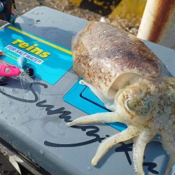 嬉しいコウイカ