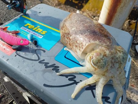 嬉しいコウイカ