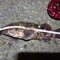 2023/03/19 南港ヘチ落とし込み釣り釣行