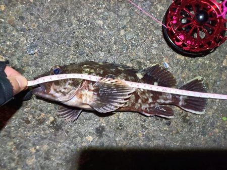 2023/03/19 南港ヘチ落とし込み釣り釣行