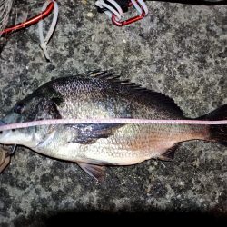 2023/03/24 南港ヘチ釣り釣行