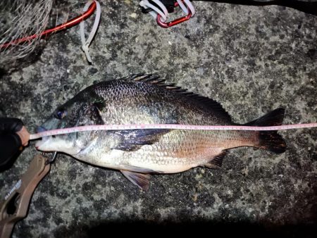 2023/03/24 南港ヘチ釣り釣行