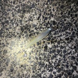 ヤリイカ釣れてます！