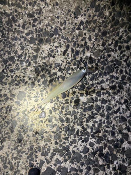 ヤリイカ釣れてます！