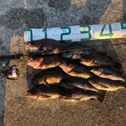 2023 佐渡ヶ島 ライトゲーム 3月19日