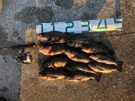 2023 佐渡ヶ島 ライトゲーム 3月19…