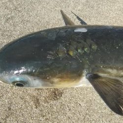 青物情報に乗せられ！