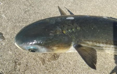 青物情報に乗せられ！