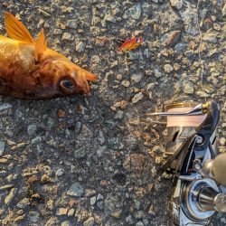 デイメバリング