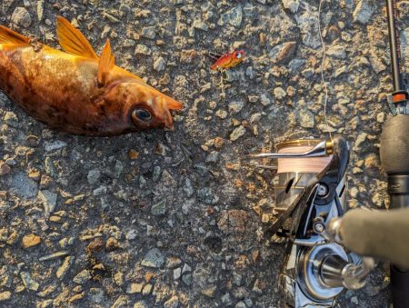 デイメバリング