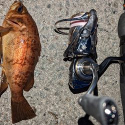 ナイトメバリング