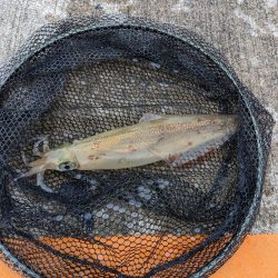 アジング＋α‬