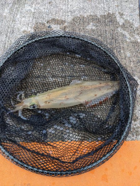 アジング＋α‬