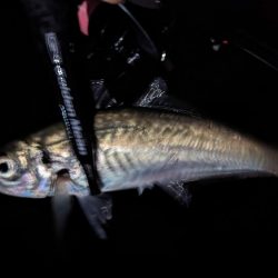 ライトゲームでアジとヤリイカ