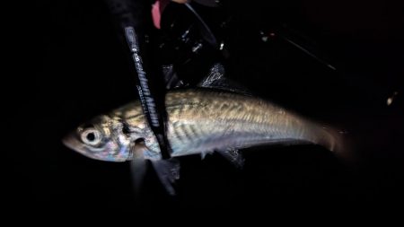 ライトゲームでアジとヤリイカ