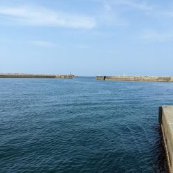 アジング&お花見🌸