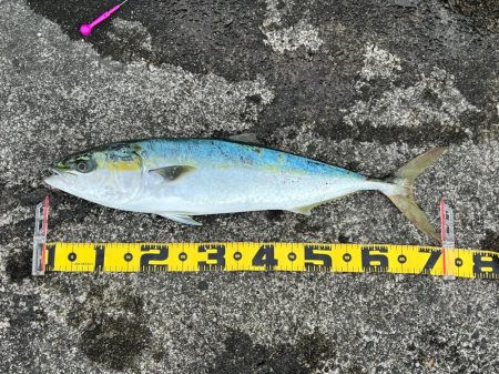 久しぶりのグランバイツでヒットw