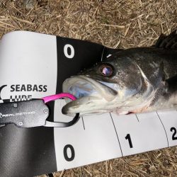 この時期のこのサイズは嬉しい