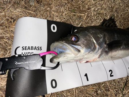 この時期のこのサイズは嬉しい