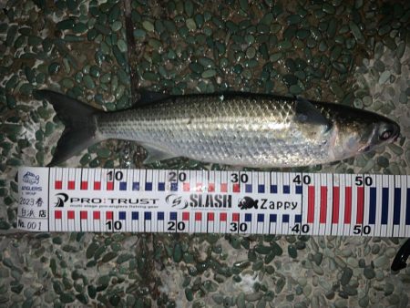 ボラボラボラボラボラボラァー