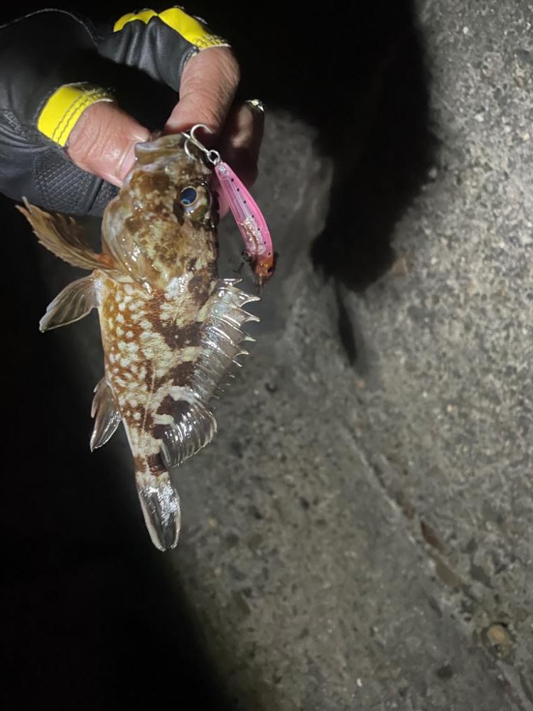 爆風プラッキング