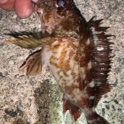 ガッシー③ メバル23