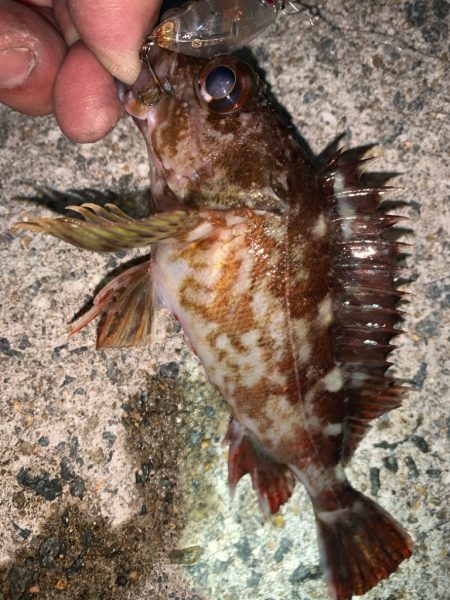 ガッシー③ メバル23