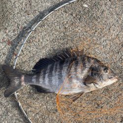 乗っ込み  確認できる