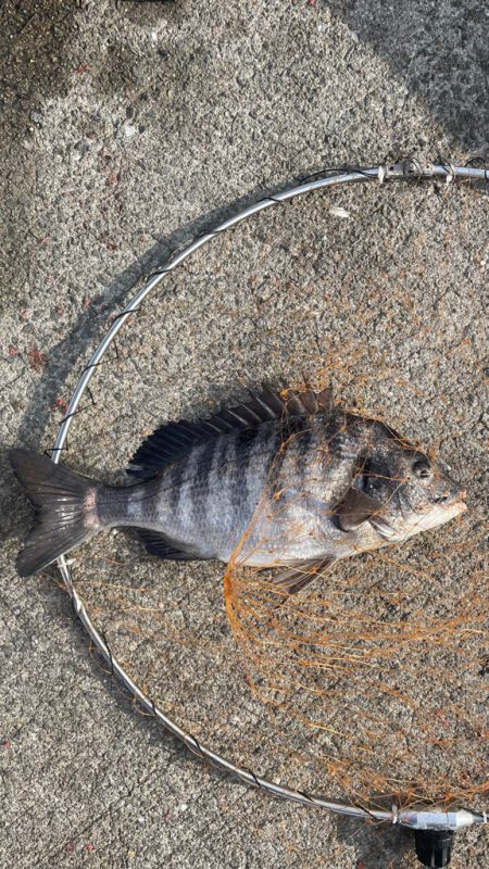 乗っ込み  確認できる