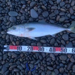 サーフでメジロ