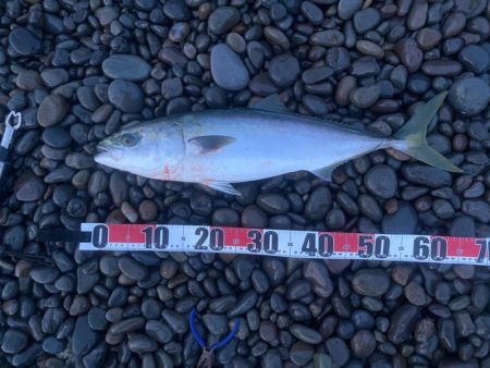 サーフでメジロ