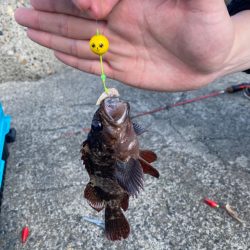 カサゴ釣りたい