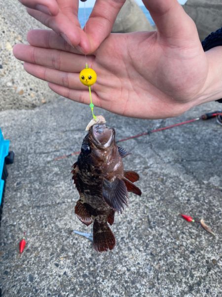 カサゴ釣りたい