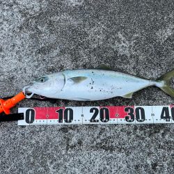 毎月恒例の店長会議前釣行(笑)