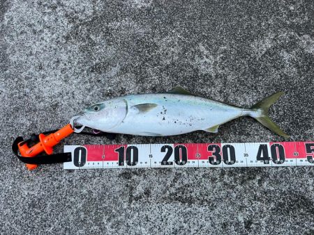 毎月恒例の店長会議前釣行（笑）