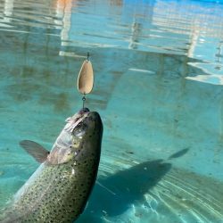 3.1gのティアロで1投1匹　