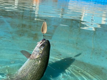 3.1gのティアロで1投1匹　