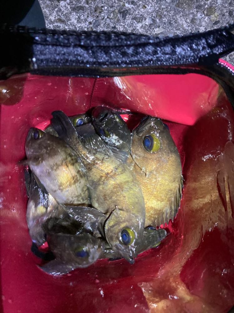 春めいて来ました