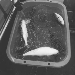 神戸沖カットウ釣り