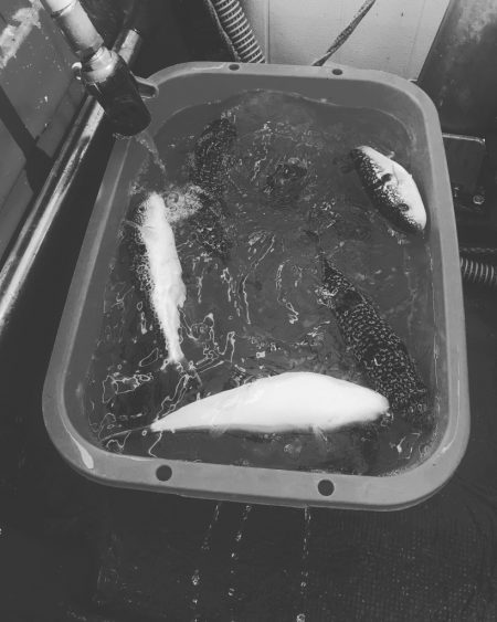 神戸沖カットウ釣り