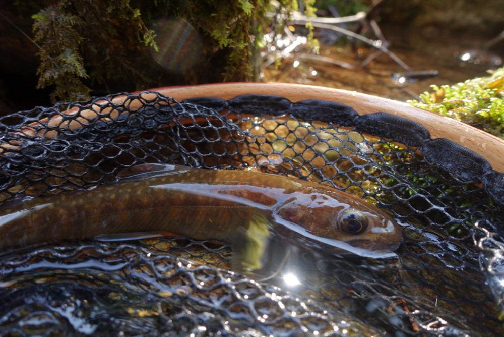 今期待望の1匹です