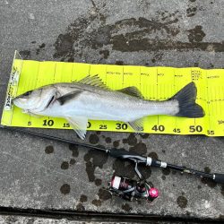 久しぶりのシーバス