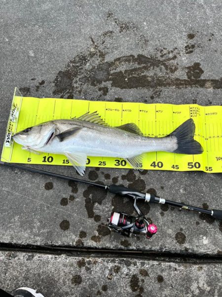 久しぶりのシーバス