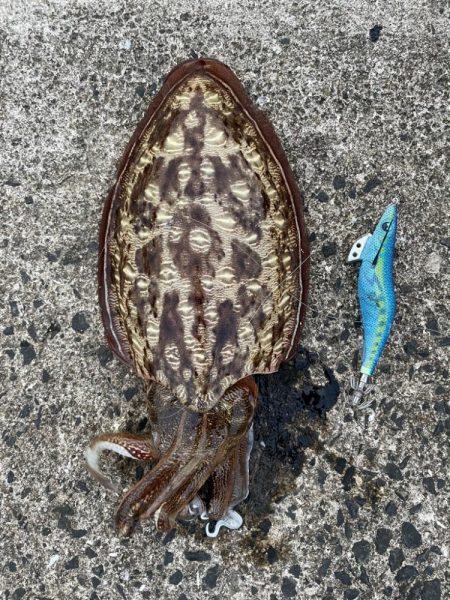 コウイカもアオリも釣れたᔦ･･ᔨ